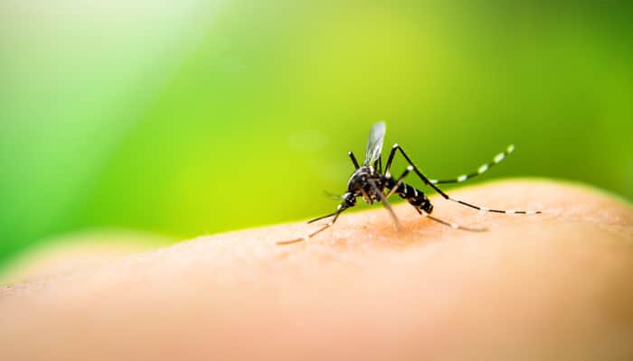 Mosquito sucking blood on human skin with nature background