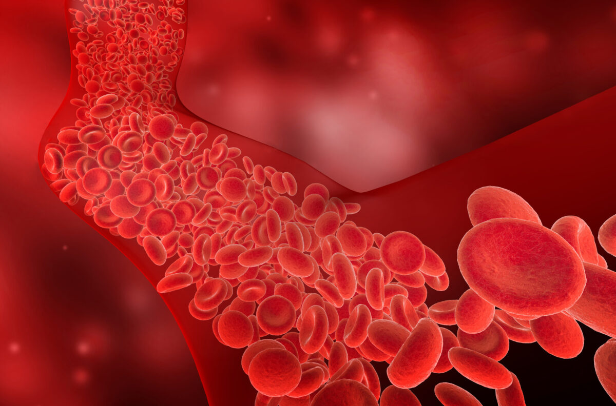 flow of red blood cells into the blood vessel, 3D illustration