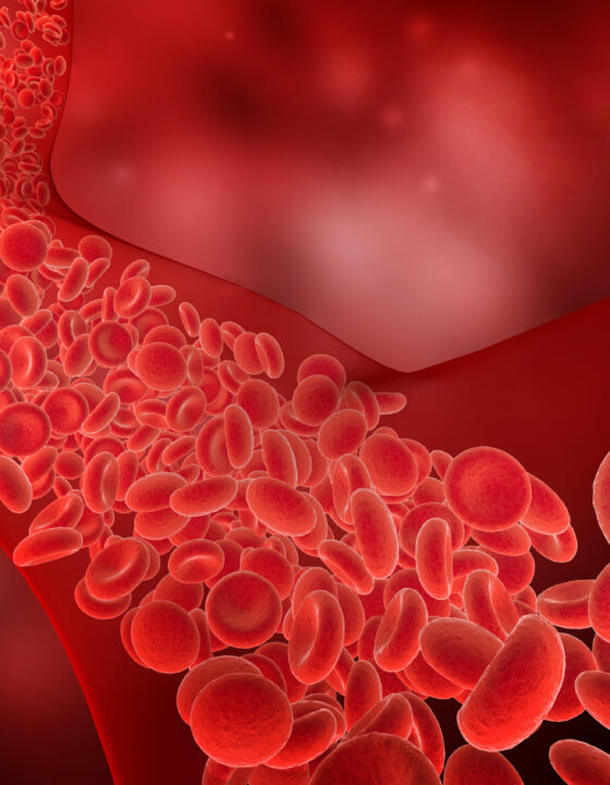 flow of red blood cells into the blood vessel, 3D illustration